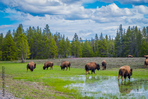 Herd of bison grazing on a field with stagnant water after a rain and goegous mountains and trees in the background photo