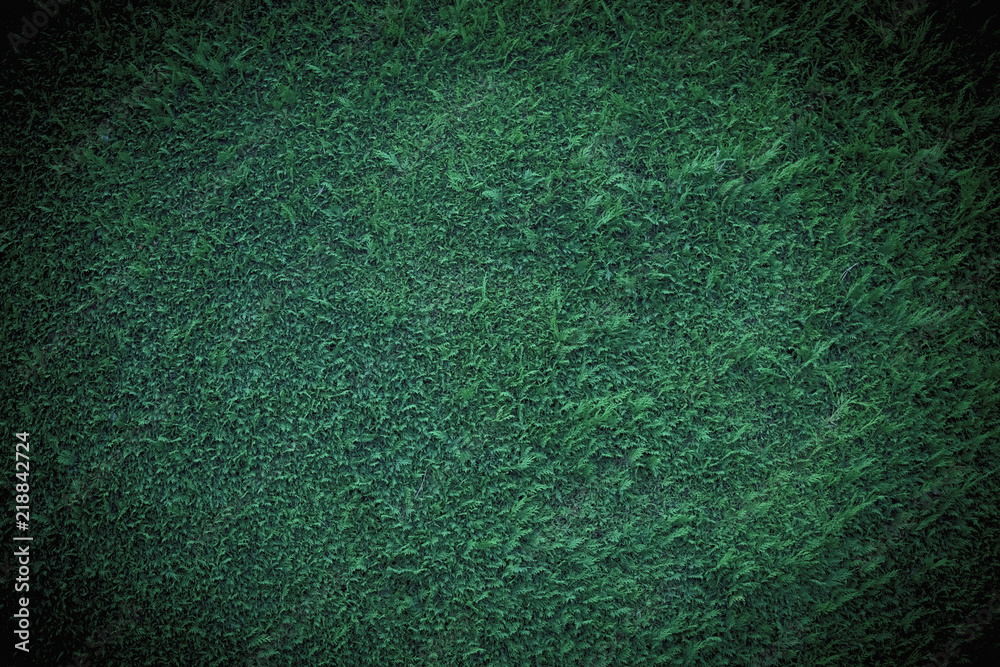 Detailed Christmas tree branches background. Place for text. Detailed Christmas tree branches background. Place for text.