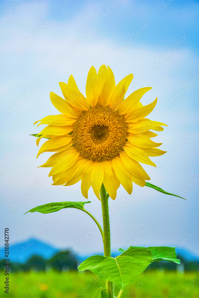 Beautiful Sunflower in the garden Beautiful Sunflower in the garden
