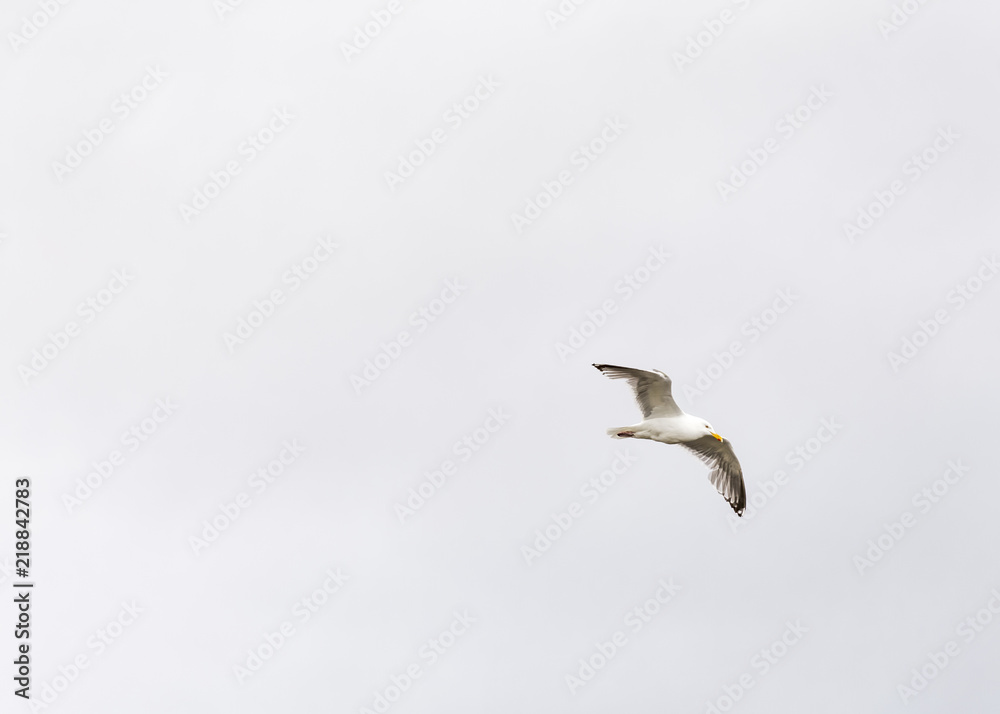 Obraz premium Seagull flies on the sky