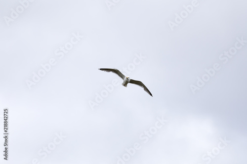 Seagull flies on the sky © OE993