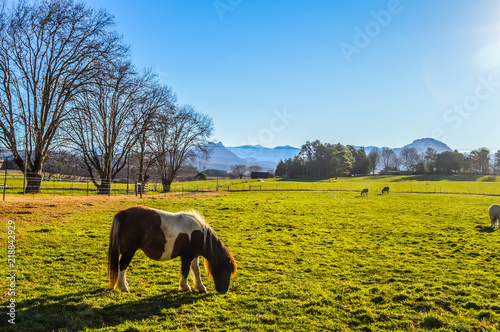 Cute dwarf horse grazing in switzerland type green landscape with trees and snow mountain in a small village called under berg or underberg in Drakensberg of Kwazulu Natal province in South Africa photo