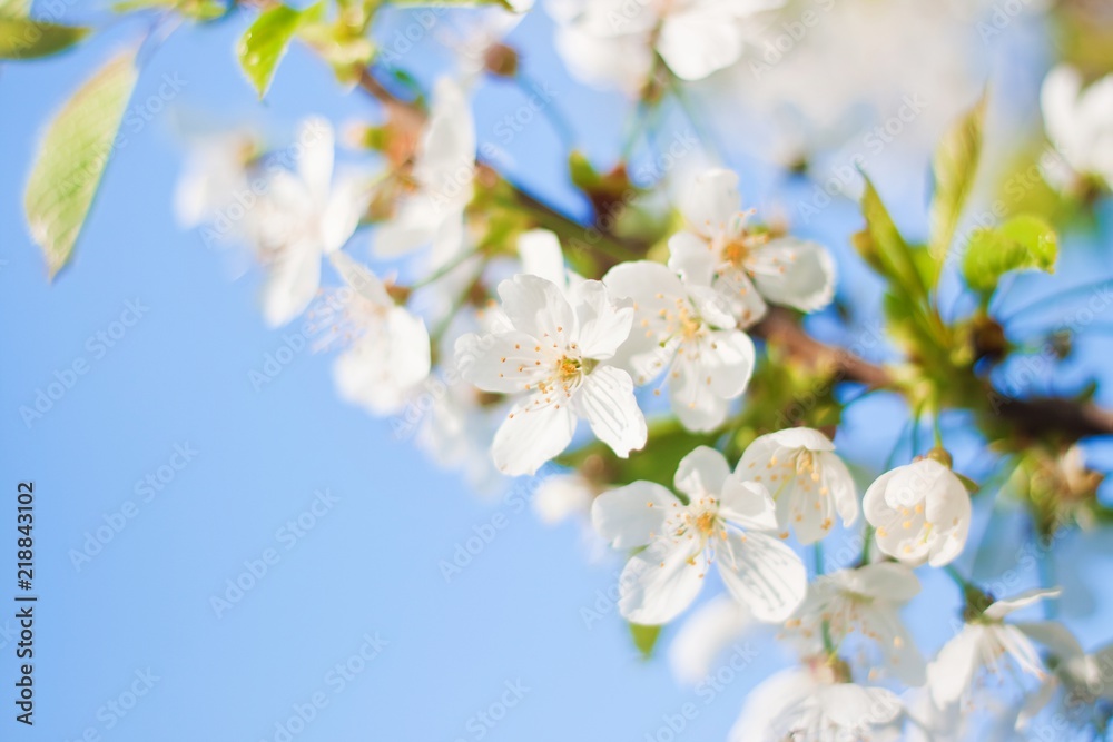 cherry blossom, Prunus cerasus, white tender flowers in spring on blue sky, shallow depth of field; seasonal nature flora photo