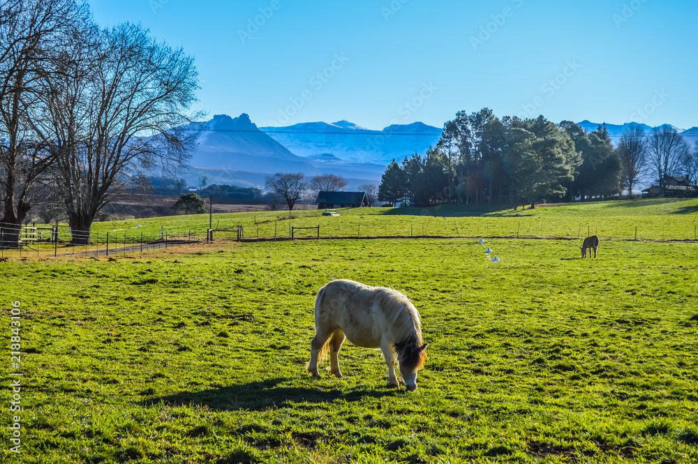 Fototapeta premium A cute Pony grazing in switzerland type green landscape with trees and snow mountain in a small village called under berg or underberg in Drakensberg area of Kwazulu Natal province in South Africa