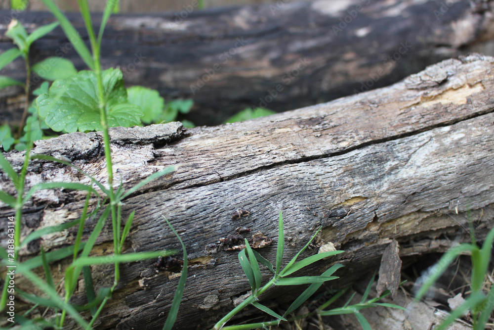 Fallen Tree Branch Fallen Tree Branch