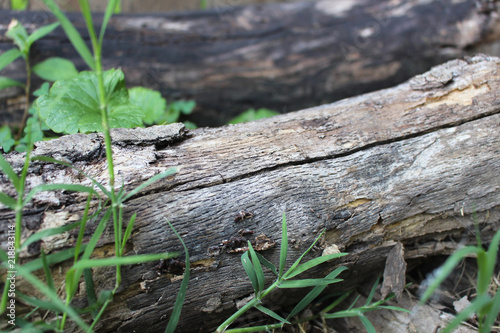 Fallen Tree Branch