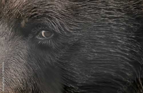 Closeup of Bear Eye