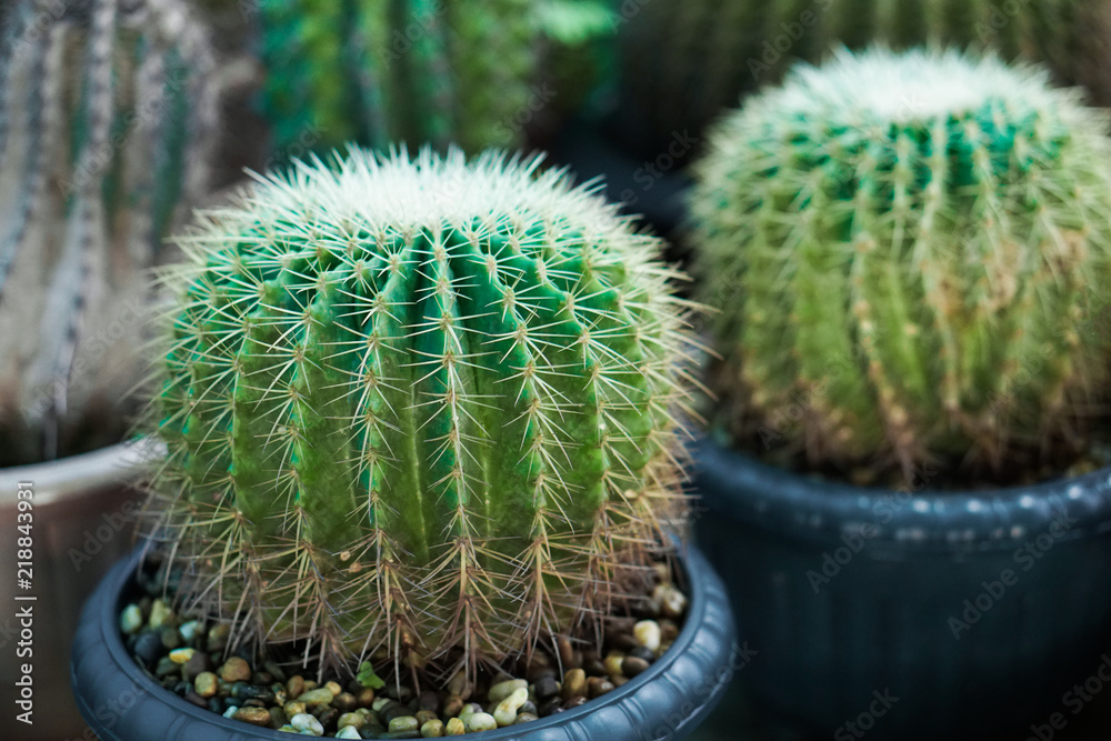 cactus plants in pots, farm, garden cactus plants in pots, farm, garden
