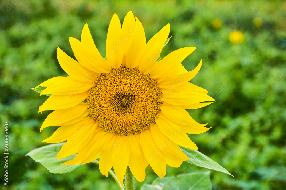 Fototapeta premium Beautiful Sunflower in the garden
