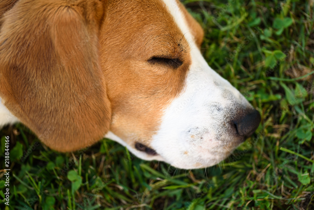 Cute beagle dog laying on side on grass outdoor sleeping detail closeup shoot of head