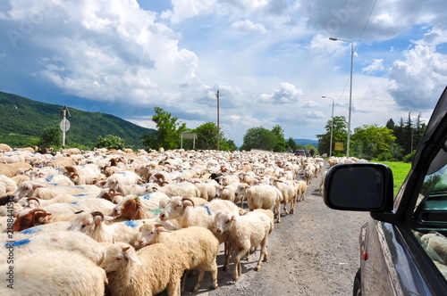 Herd of sheep crossing the road in mountains near Tbilisi, Georgia