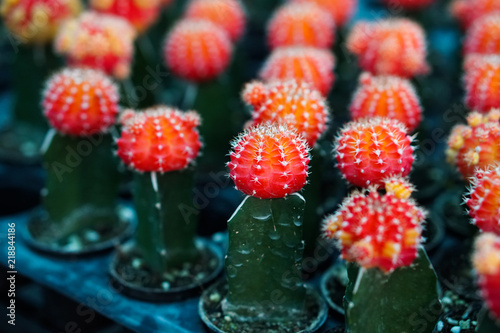 cactus plants in pots, farm, garden