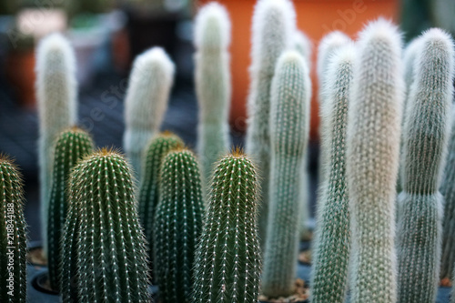 cactus plants in pots, farm, garden