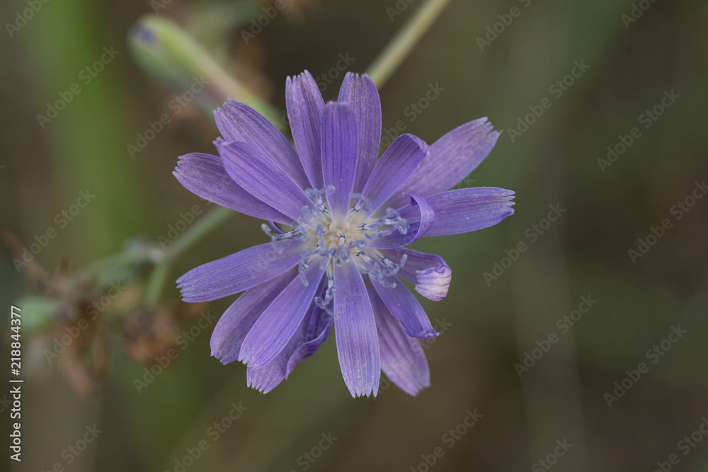 flower, beautiful, flowers, nature, background, floral, spring, design, beauty, color, garden, pink, white, plant, hibiscus, summer, green, field, blossom, natural, fresh, vintage, closeup, red, flora flower, beautiful, flowers, nature, background, floral, spring, design, beauty, color, garden, pink, white, plant, hibiscus, summer, green, field, blossom, natural, fresh, vintage, closeup, red, flora