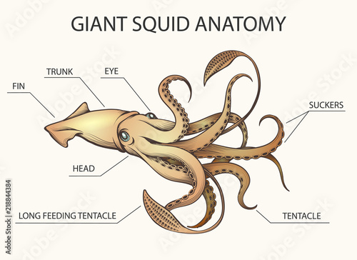 Giant Squid Anatomy Illustration