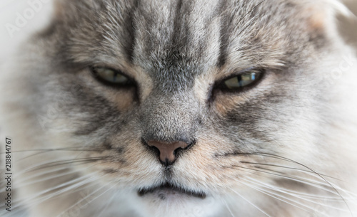 Close-up of a young striped feline face. gray sleepy cat. a pet.