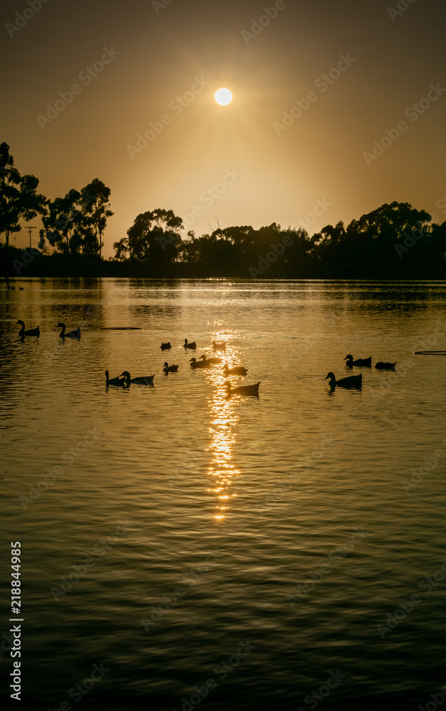 sunset over lake with ducks