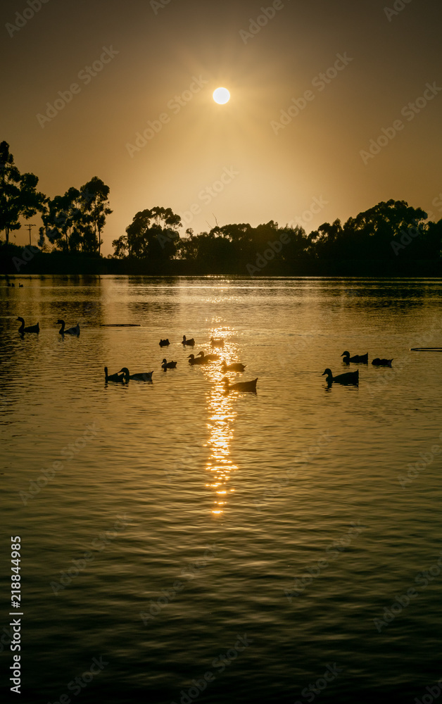 Naklejka premium sunset over lake with ducks