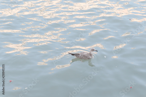 Seagull, water, blue, sea, ocean, sky, nature, swimming, cloud, waves, reflection, white,