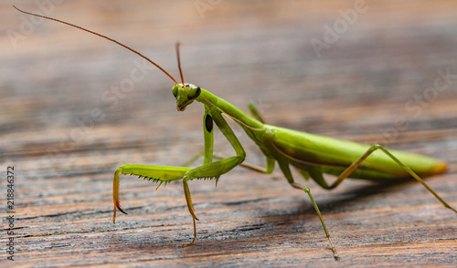 Mantis little on the wooden background close-up