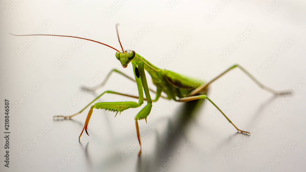 A small green mantis on a light background A small green mantis on a light background