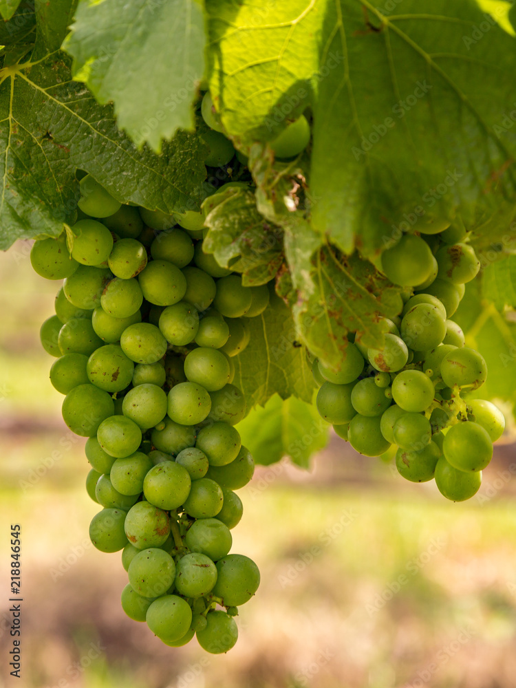 Two Bunches of Grapes in a Vineyard in Hunter Valley, Australia