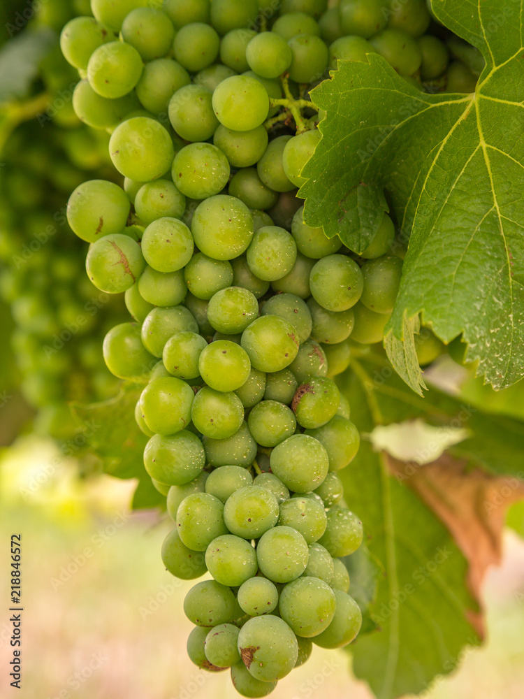 custom made wallpaper toronto digitalLuscious Bunch of Grapes in a Vineyard in Hunter Valley, Australia