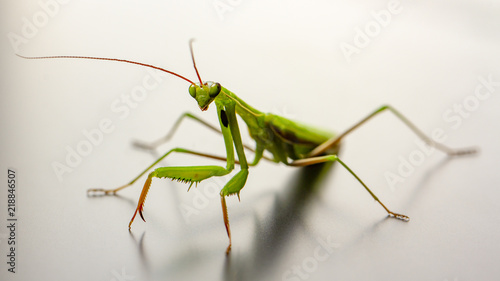 A small green mantis on a light background