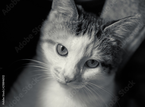 Young serious cat close-up portrait in black and white