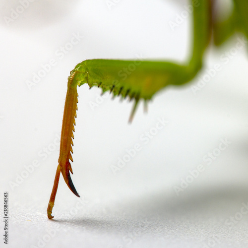 Mantis Religiosa and her two paws close-up photo