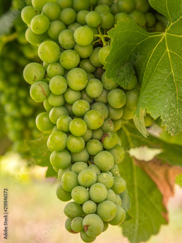Wallpaper Mural Luscious Bunch of Grapes in a Vineyard in Hunter Valley, Australia Torontodigital.ca