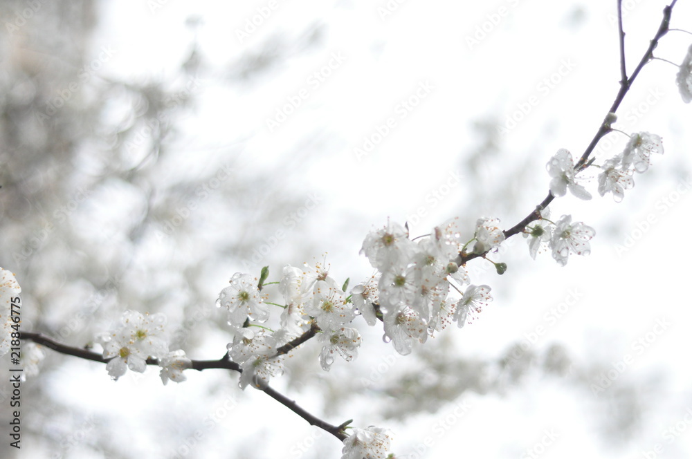 hazelnut, hazelnut tree, spring,  blossom, hazelnut branch, hazelnut flower, flower, snow, cherry, nature
