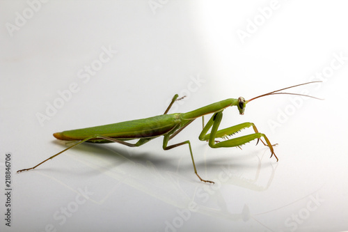A small green mantis on a light background
