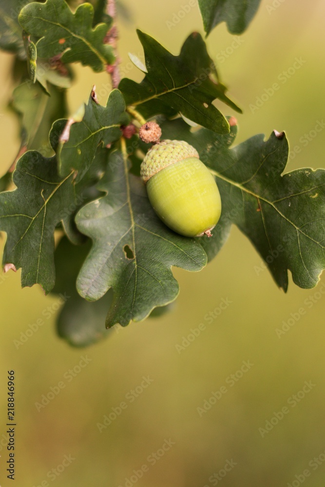 Obraz premium Green background, acorn on oak branch, green oak leaves.