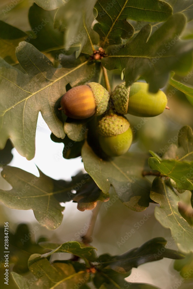 Obraz premium Green background, acorn on oak branch, green oak leaves.