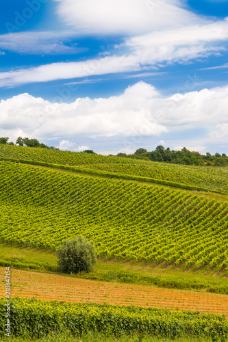 Daruvar vineyard landscape  idyllic green hills  Croatia