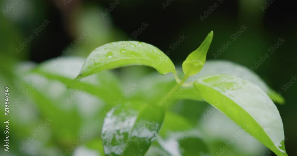 Cloesup of ferns and plants with water droplets