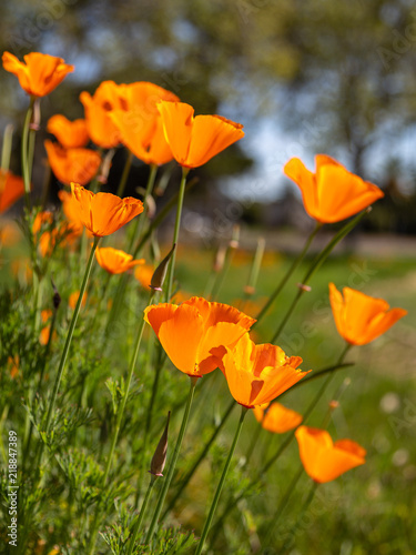 A Patch of Orange Poppy Flowers on a Sunny Day