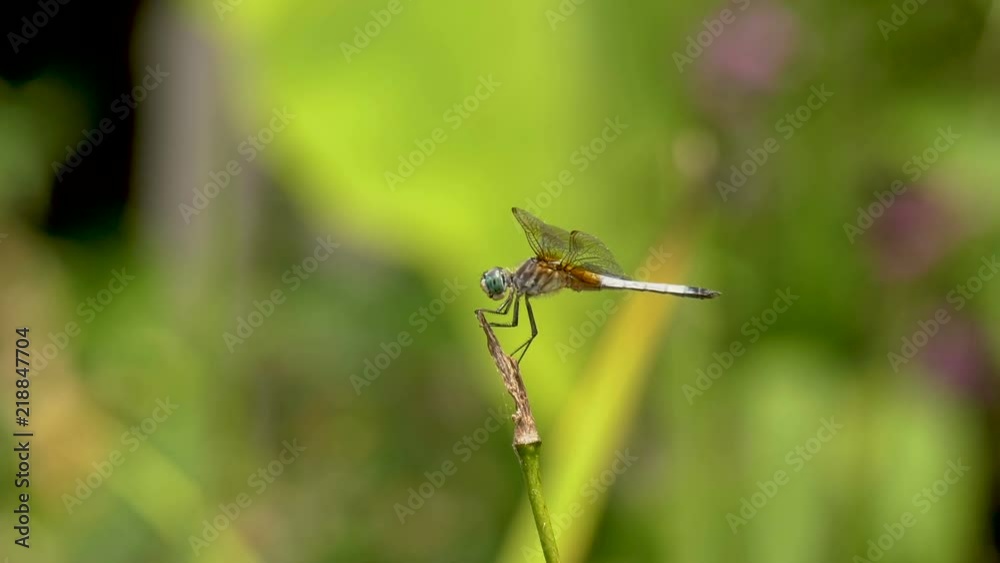 Eastern Pondhawk dragonfly Eastern Pondhawk dragonfly
