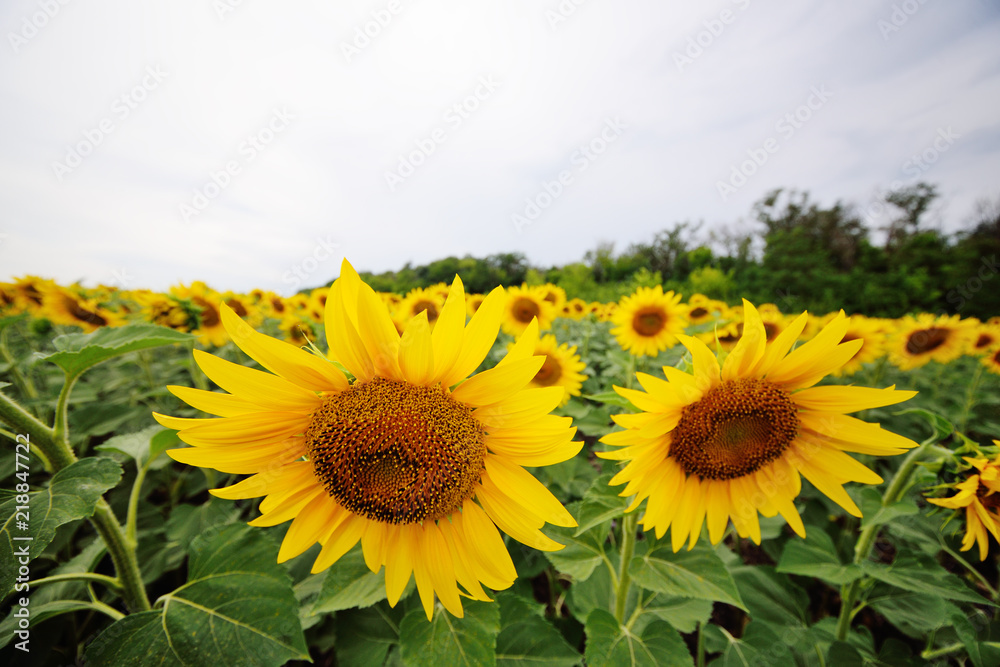 beautiful landscape - a field of sunflower flowers on a sky background.