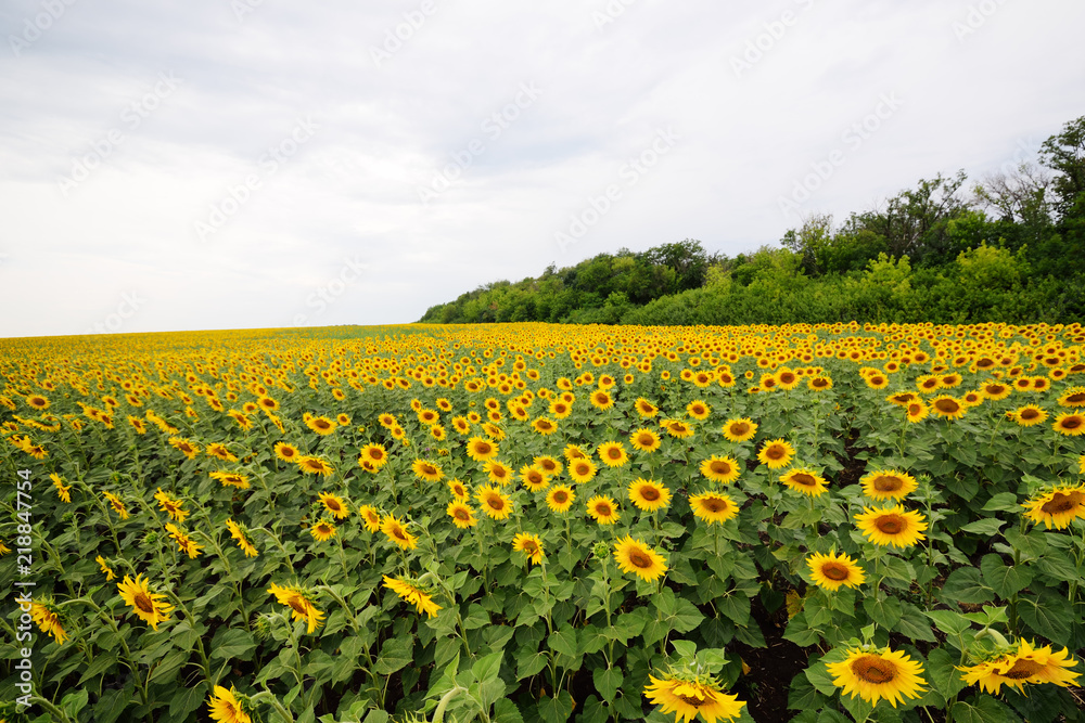 beautiful landscape - a field of sunflower flowers on a sky background.