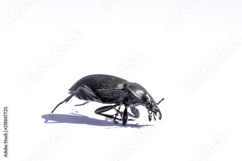 Käfer von der Seite