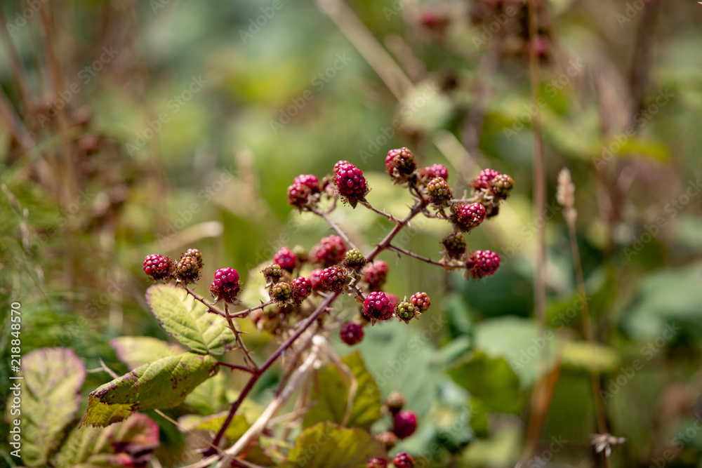 wild berries growing on the mountainside in pacific northwest coastal oregon USA wild berries growing on the mountainside in pacific northwest coastal oregon USA