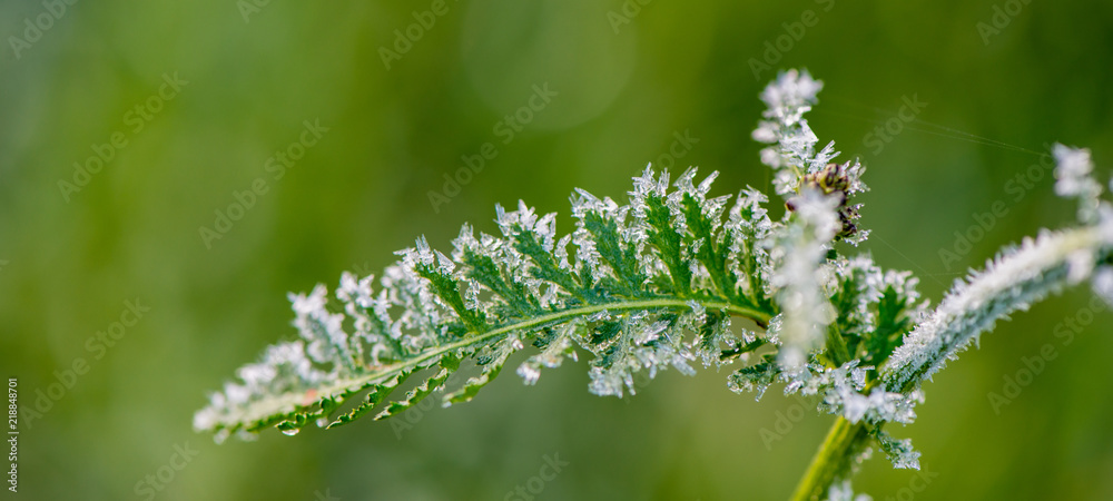 autumn leaves of plants covered with first frost, November morning. autumn leaves of plants covered with first frost, November morning.