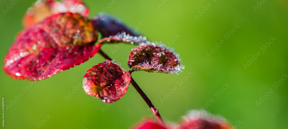autumn leaves of bushes covered with hoarfrost and drops of morning dew. autumn leaves of bushes covered with hoarfrost and drops of morning dew.