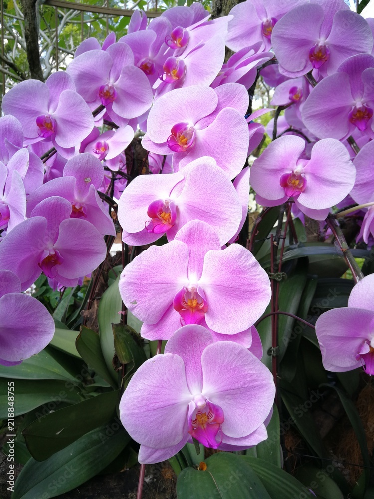 Fototapeta premium Lila Orchidee/Purple Orchid