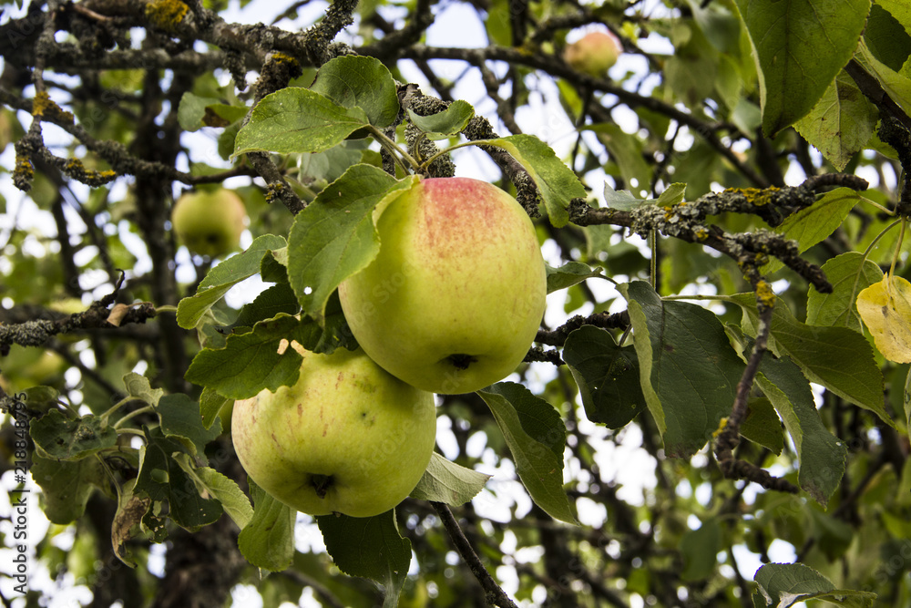 Farming, agriculture, ecology and healthy nutrition concept. Close-up of two juicy apples hanging on a tree branch in the orchard. On the background of green leaves. Farming, agriculture, ecology and healthy nutrition concept. Close-up of two juicy apples hanging on a tree branch in the orchard. On the background of green leaves.