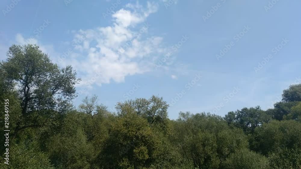 44 second video of trees and sky. Summer day 44 second video of trees and sky. Summer day