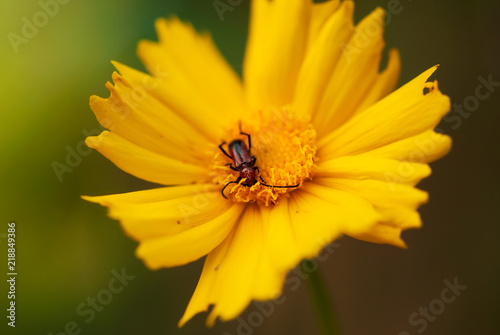 Red Insect On Coreopsis Flower