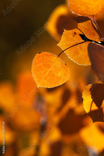 Vibrant Orange Aspen Leaf